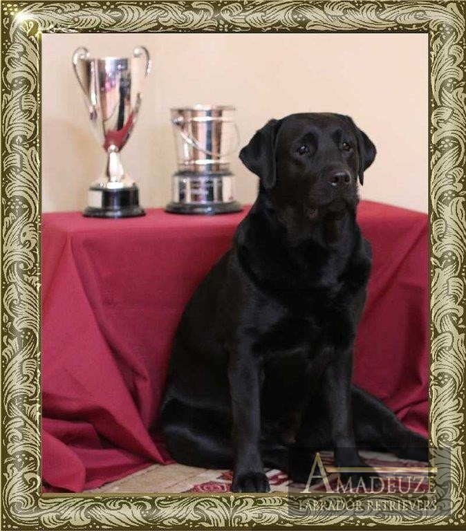 Champion Allegra, black female Labrador from Amadeuze