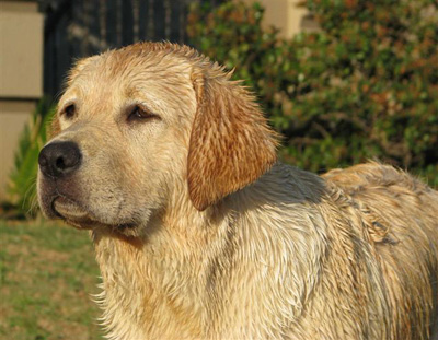 Golden Labrador