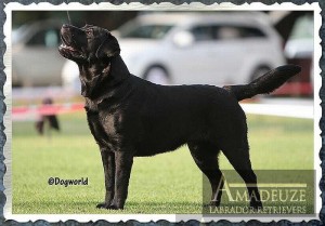 Champion Allegra, black female Labrador from Amadeuze