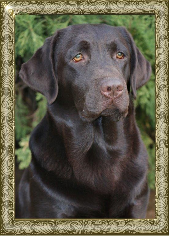 Champion Maggie, chocolate Labrador female from Amadeuze