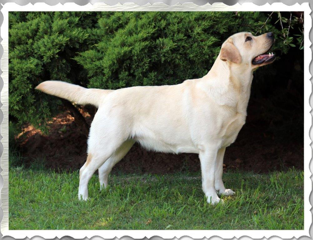 Champion Amber, yellow female Labrador from Amadeuze