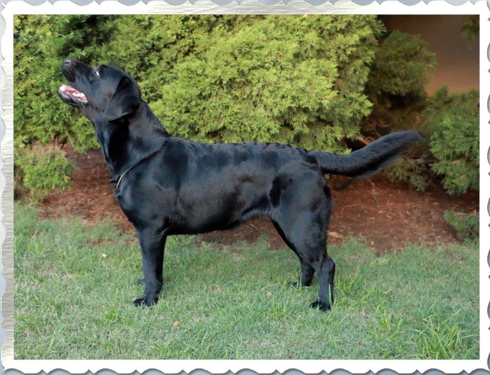 Champion Miekie, black Labrador female from Amadeuze