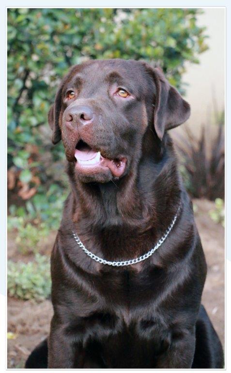 Champion Oscar chocolate Labrador retriever from Amadeuze