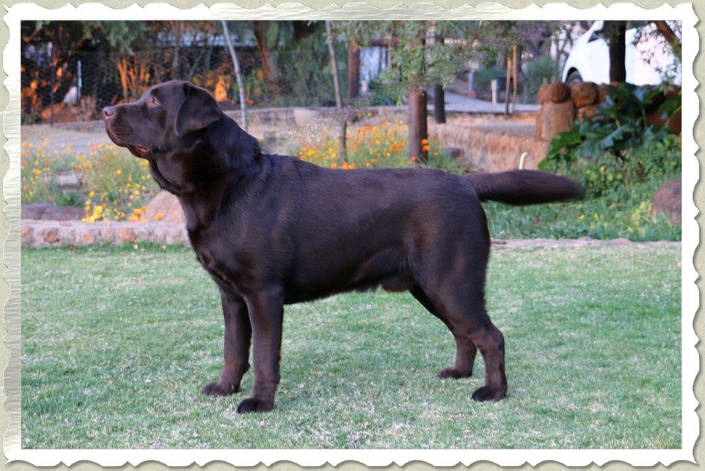 Champion Oscar chocolate Labrador retriever from Amadeuze