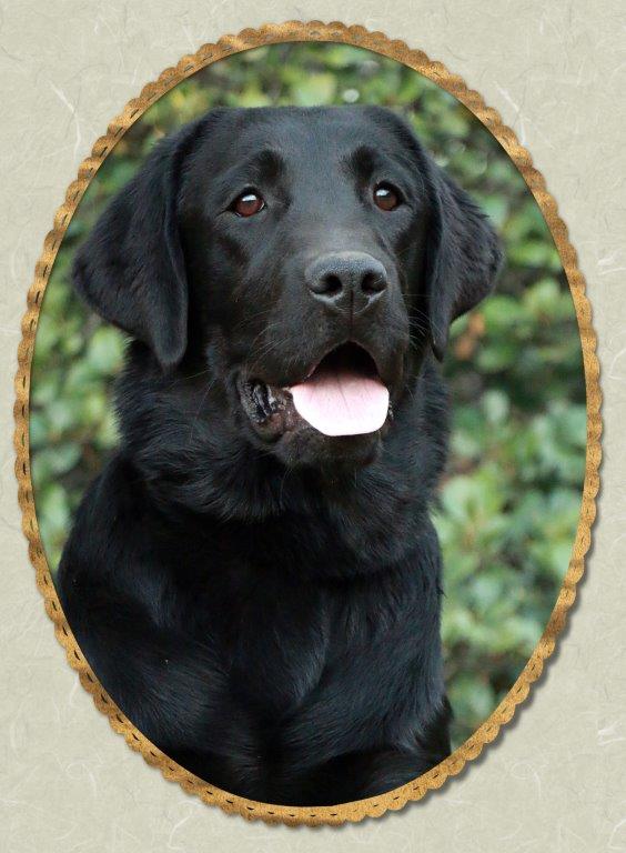 Queeni, black female Labrador from Amadeuze