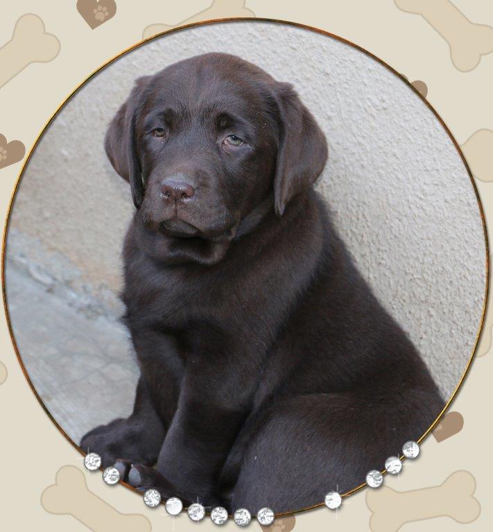 Evie - Chocolate Labrador Female