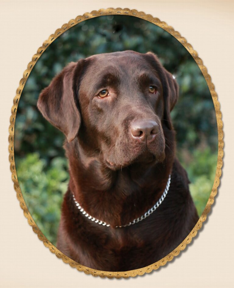 Beaulah Female Labrador Retriever Amadeuze Labradors